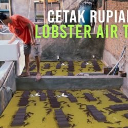 Cara Budidaya Lobster Air Tawar, Dijamin Cepat Untung!