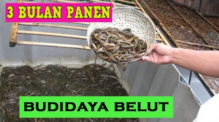 Ini 5 Cara Budidaya Belut Yang Bisa Bikin Untung Besar Koinx Id