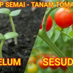 4 Cara Menanam Tomat yang Mudah, Cepat Panen!