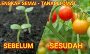 4 Cara Menanam Tomat yang Mudah, Cepat Panen!